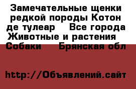 Замечательные щенки редкой породы Котон де тулеар  - Все города Животные и растения » Собаки   . Брянская обл.